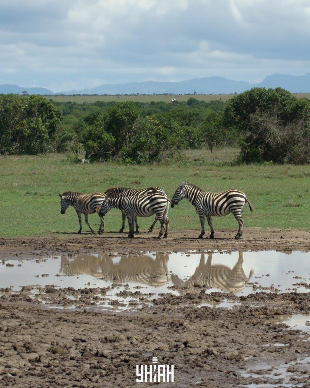 Turime laiku surasti šunį / koliažą su nuotraukomis Moje