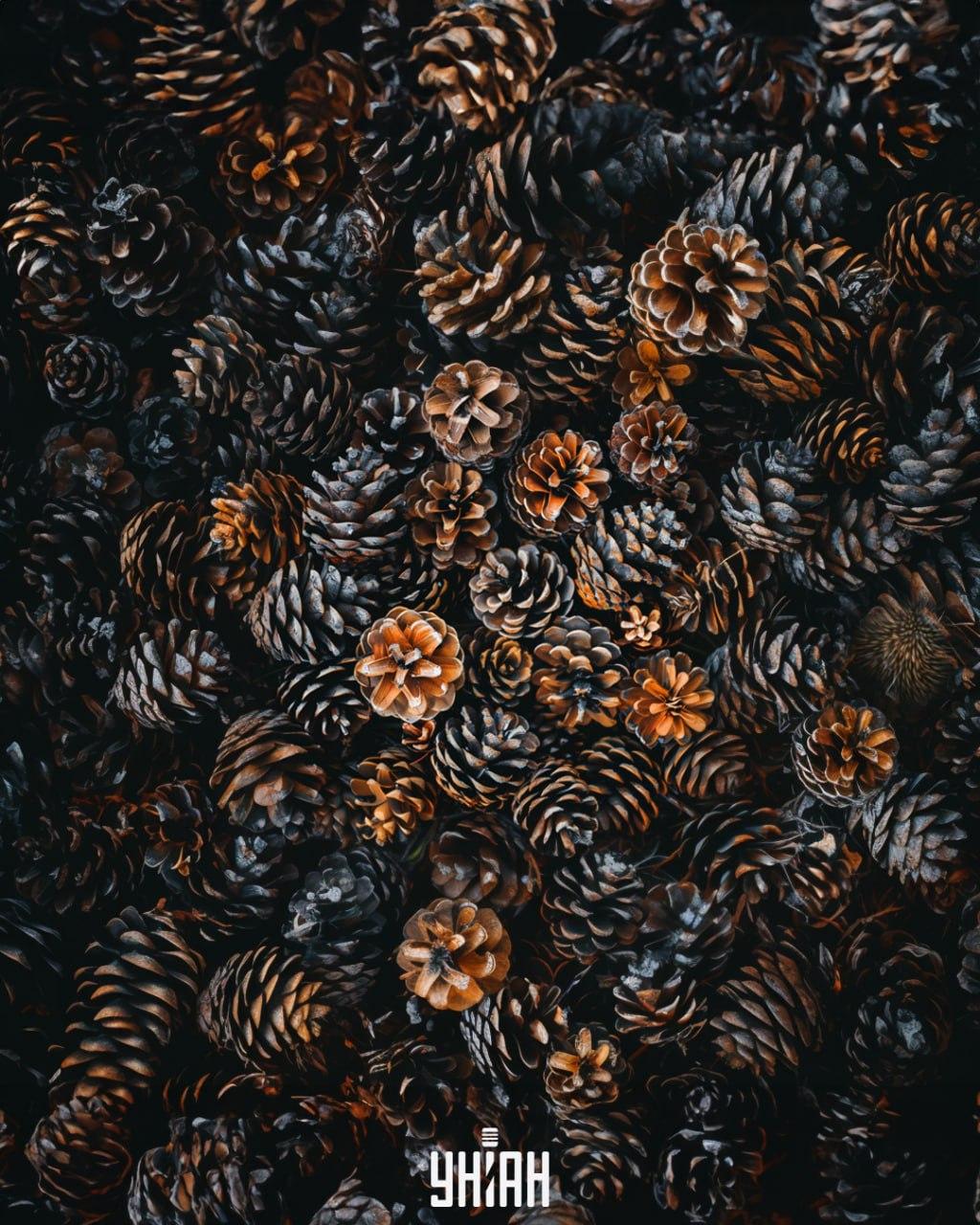 Turime rasti ežiuką tarp kūgių / Moje koliažas