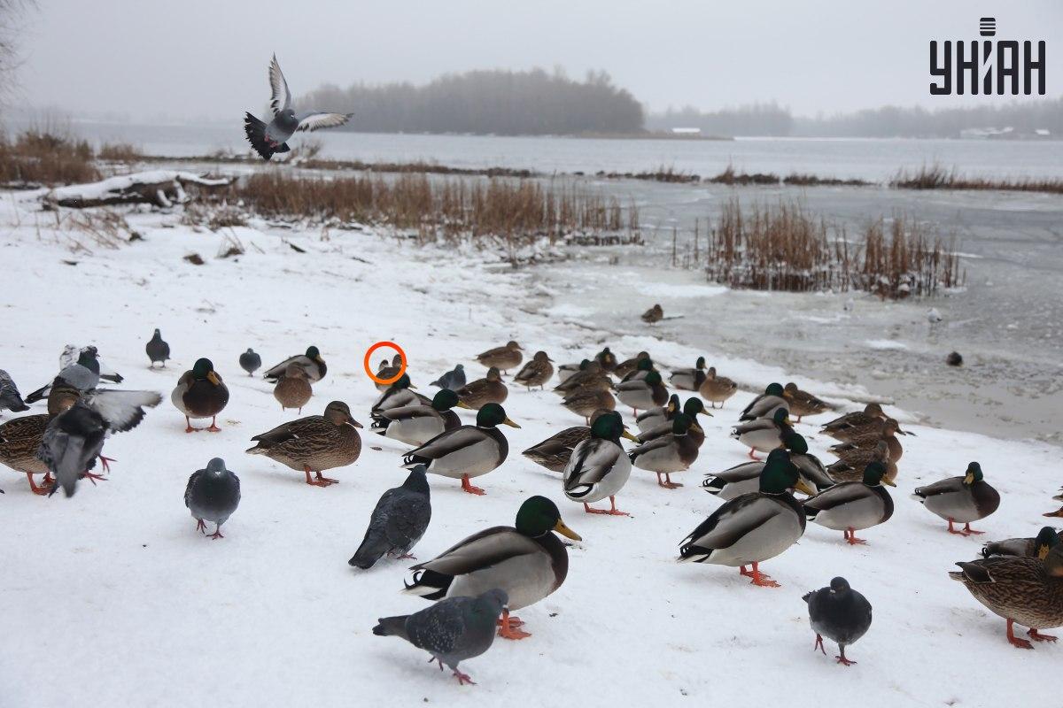 Netoli optinės iliuzijos / koliažo centro su nuotraukomis Moje slėpėsi žvirblis