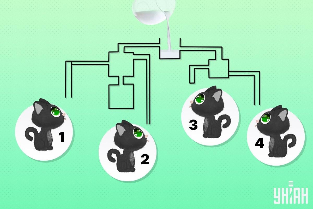 Raskite katę, kuri pirmoji išgers pieno / Moje koliažas