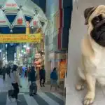 Mopsą paveikslėlyje reikia rasti per 10 sekundžių: paini optinė apgaulė