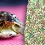 Optinė apgaulė nėra skirta silpnaširdžiams: ar galite rasti gyvatę tarp