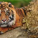 Paini mįslė su neįtikėtinu atsakymu: miške reikia rasti tigrą