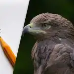 Raskite erelį per 8 sekundes: kebli optinė apgaulė, skirta patikrinti