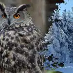 Sudėtinga mįslė genijams: tik dėmesingiausi pelėdą pastebės per 16 sekundžių