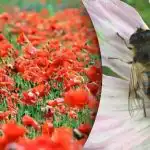 Sunkiausia optinė apgaulė: tarp aguonų reikia surasti bitę