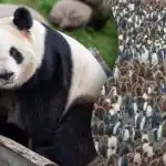 Tik genijus per 15 sekundžių suras pandą tarp šimtų pingvinų: