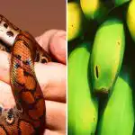 Tik nedaugelis tai sugeba: tarp bananų gyvatę gali rasti tik aukštą IQ turintys žmonės Tik nedaugelis tai sugeba: tarp bananų gyvatę gali rasti tik