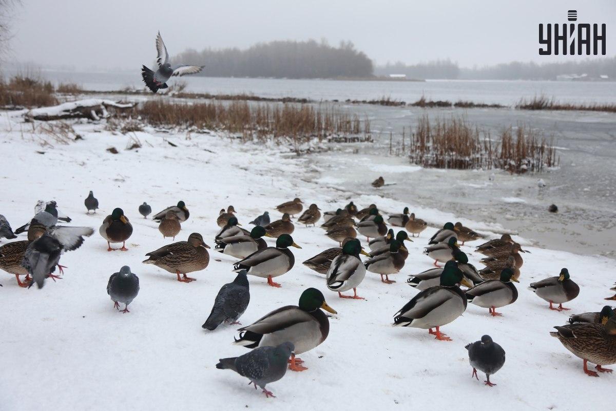 Raskite žvirblį per kelias sekundes / koliažą su nuotraukomis Moje